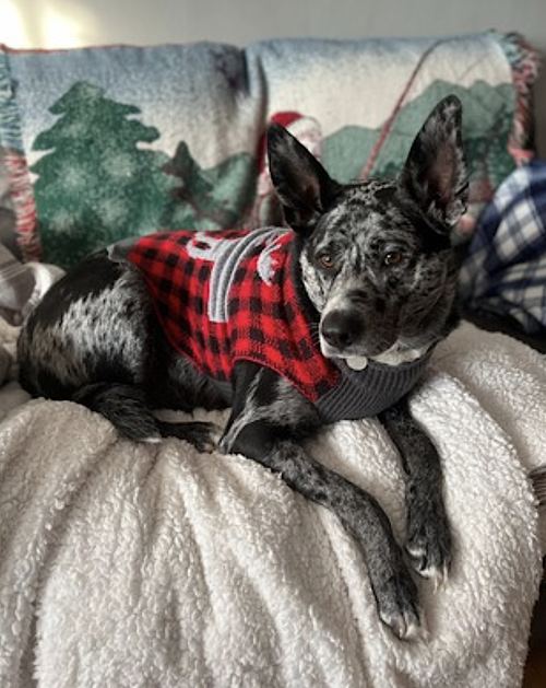JASPER - Border Collie / Rottweiler available for adoption