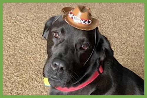 RICK - Labrador Retriever available for adoption