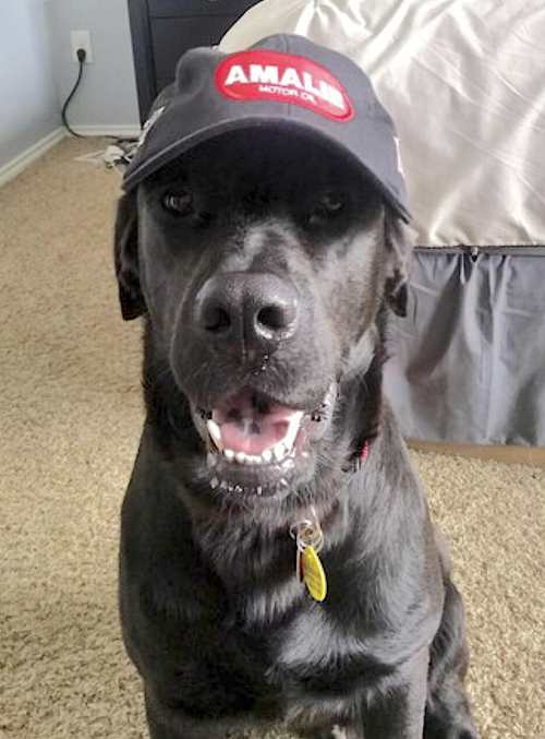 RICK - Labrador Retriever available for adoption