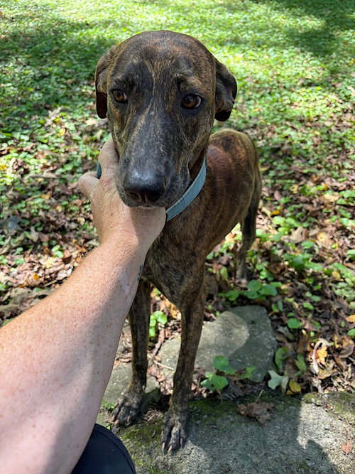 GAGE - Mountain Cur / Coonhound available for adoption