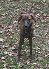 Gage - Photo 3