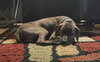 Gage - Photo 4