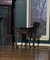 Gage - Photo 6