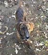 Gage - Photo 8