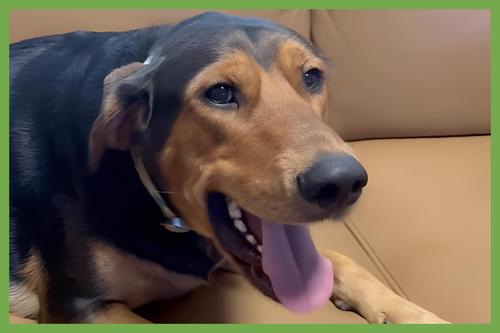 MOCHA - Doberman Pinscher / Golden Retriever available for adoption