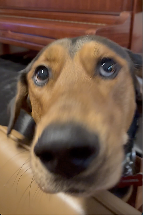 MOCHA - Doberman Pinscher / Golden Retriever available for adoption
