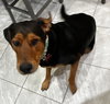 Mocha - Photo 3