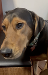Mocha - Photo 4