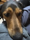 Mocha - Photo 10