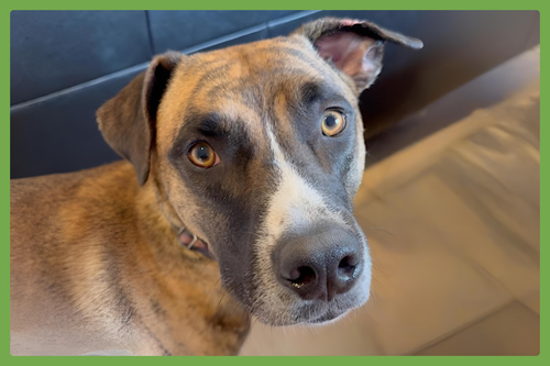 JOHNNY CASH - Boxer / Siberian Husky available for adoption