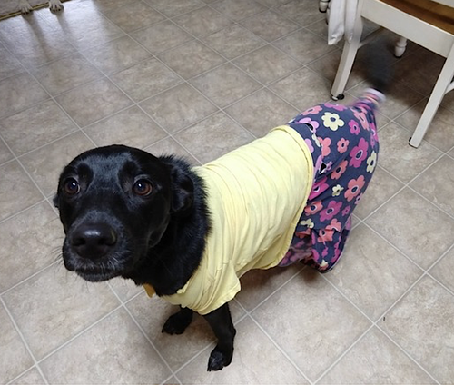 AMELIE - Labrador Retriever / Shepherd available for adoption