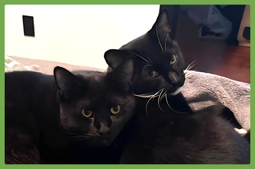 ASH AND INDY - Domestic Short Hair available for adoption