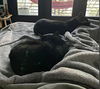 Ash and Indy - Photo 6