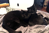 Ash and Indy - Photo 8