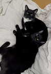 Ash and Indy - Photo 2