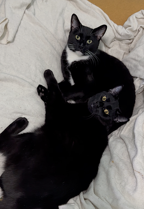 ASH AND INDY - Domestic Short Hair available for adoption
