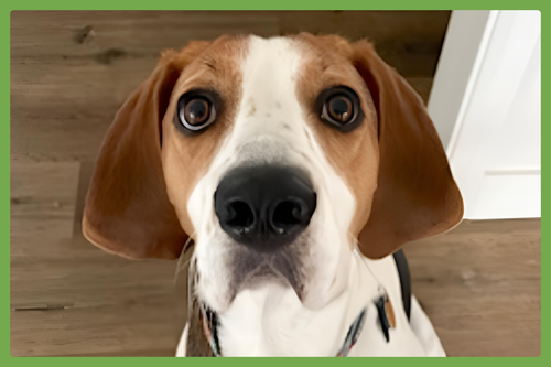 STEVIE - Treeing Walker Coonhound available for adoption