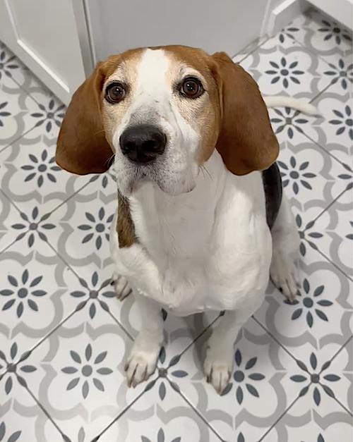 STEVIE - Treeing Walker Coonhound available for adoption