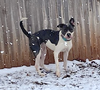 Huckleberry - Photo 9