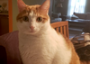 Oscar - Photo 2