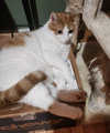 Oscar - Photo 4