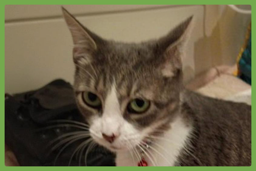 FANCY - Domestic Short Hair available for adoption