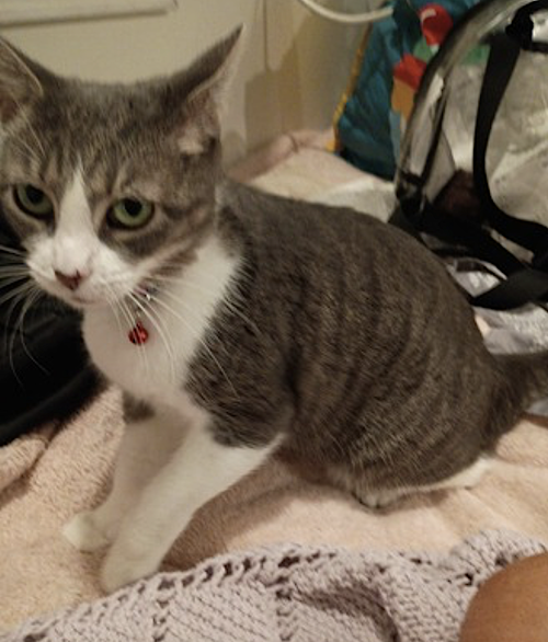 FANCY - Domestic Short Hair available for adoption
