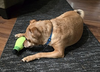 Duncan - Photo 7