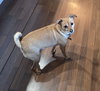 Duncan - Photo 4