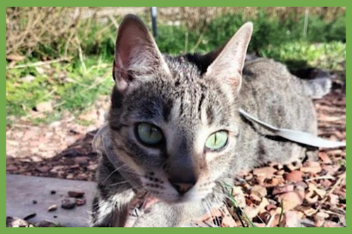 EASTER BUNNY - Domestic Short Hair available for adoption