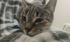 Easter Bunny - Photo 2