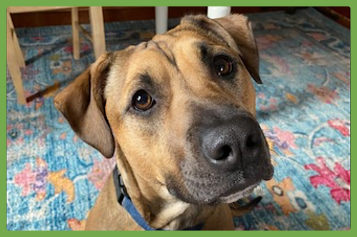 NESSIE - Boxer / German Shepherd Dog available for adoption
