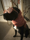 Lola - Photo 6