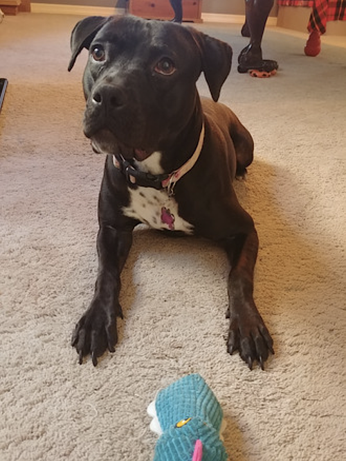 LOLA - American Pit Bull Terrier / American Staffordshire Terrier available for adoption