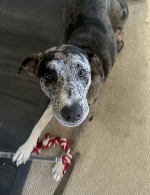 CHARLI - Catahoula Leopard Dog available for adoption