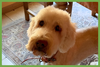 Sadie - Photo 1