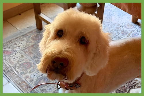 SADIE - Golden Retriever / Poodle (Standard) available for adoption