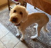 Sadie - Photo 2