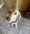 Sadie - Photo 3