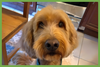 Cooper - Photo 1
