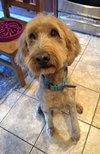 Cooper - Photo 2