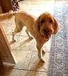Cooper - Photo 3