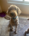 Cooper - Photo 4