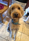 Cooper - Photo 5