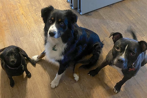 KODY - Australian Shepherd available for adoption