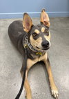 Sadie - Photo 8