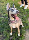 Sadie - Photo 2