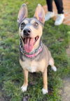 Sadie - Photo 5