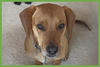 Cooper - Photo 1