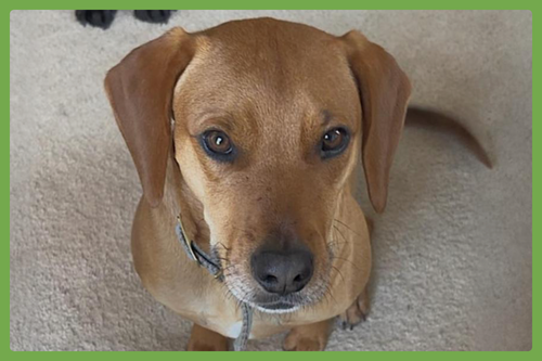 COOPER - Redbone Coonhound / Beagle available for adoption